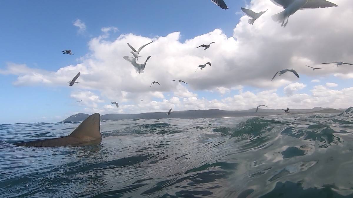 Shark fin in the ocean near Gansbaai